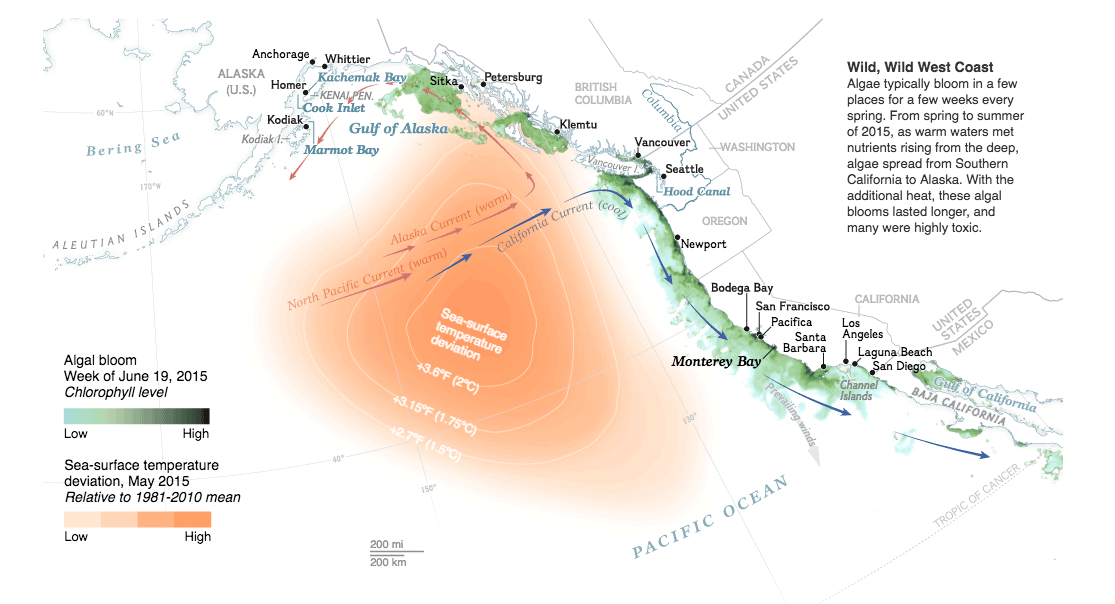 Warm sea surface temperatures and toxic algae off Alaska, 2015. Source: Lauren E. James, NGM Staff; Nick Bond, University of Washington; Raphael Kudela, University of California Santa Cruz.