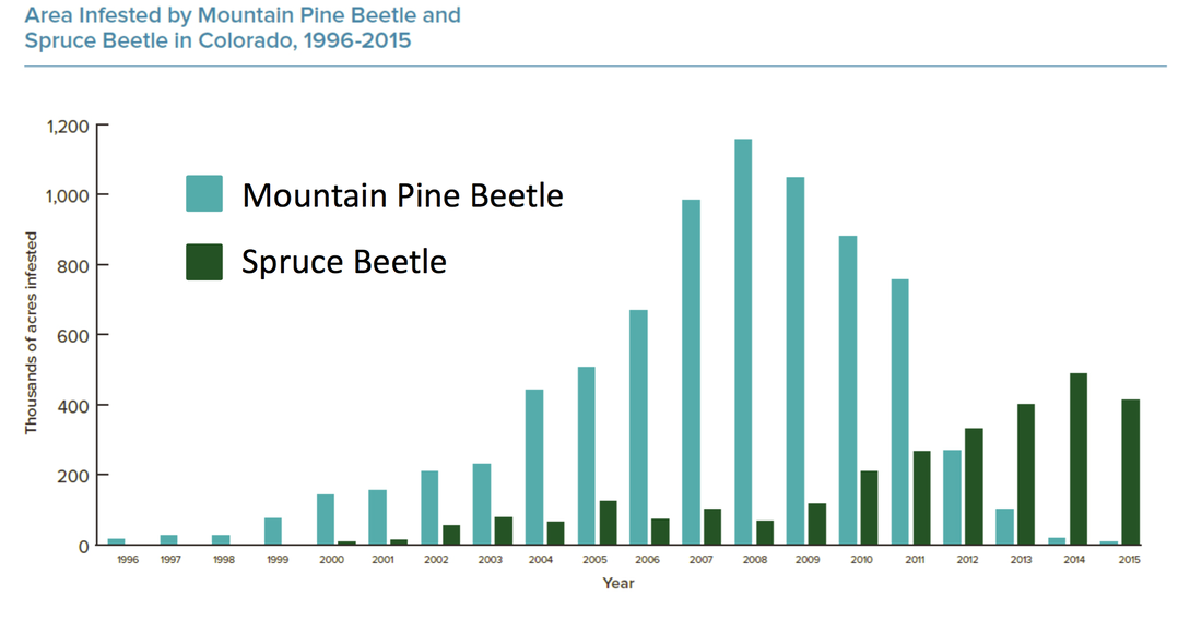 Graph showing the acreage of Colorado forest that was infested by the Mountain Pine Beetle and the Spruce Beetle from 1996-2015. Source: Colorado State Forest Service.